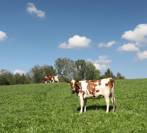 Kühe auf der Wiese, Umgebung von Kühlewil